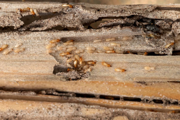 Best Pest Control Near Me  in Milwaukee, WI